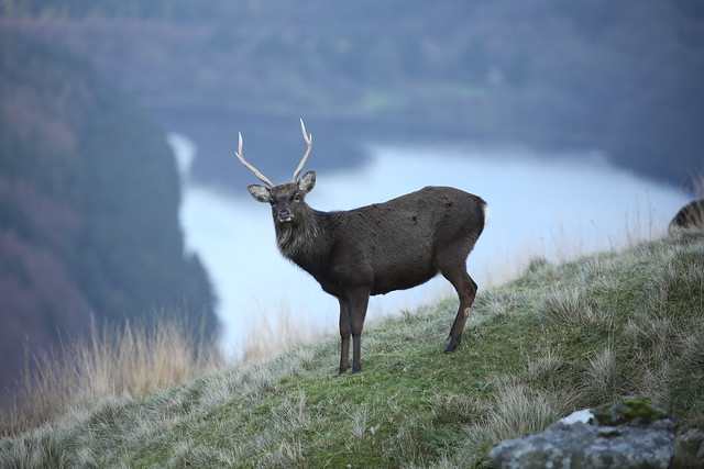 Sika Stag And Upper Lake