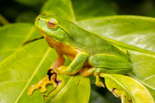 Dainty Green Tree Frog - Litoria gracilenta
