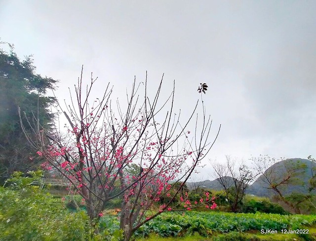 「風尾步道賞櫻」(Cherry blossoms at Windtail, Yangming mountain, Taipei, Taiwan, SJKen, Jan 12, 2022.