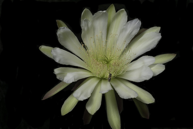 Night Blooming Cactus Flower And The Hard Working Pollinator That Loves It