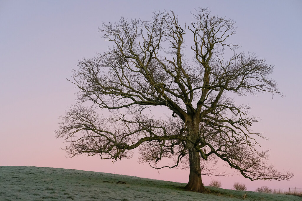 A photo of a large bare oak tree on a frosty green hill against a clear sky that fades from pink near the horizon up to pale blue