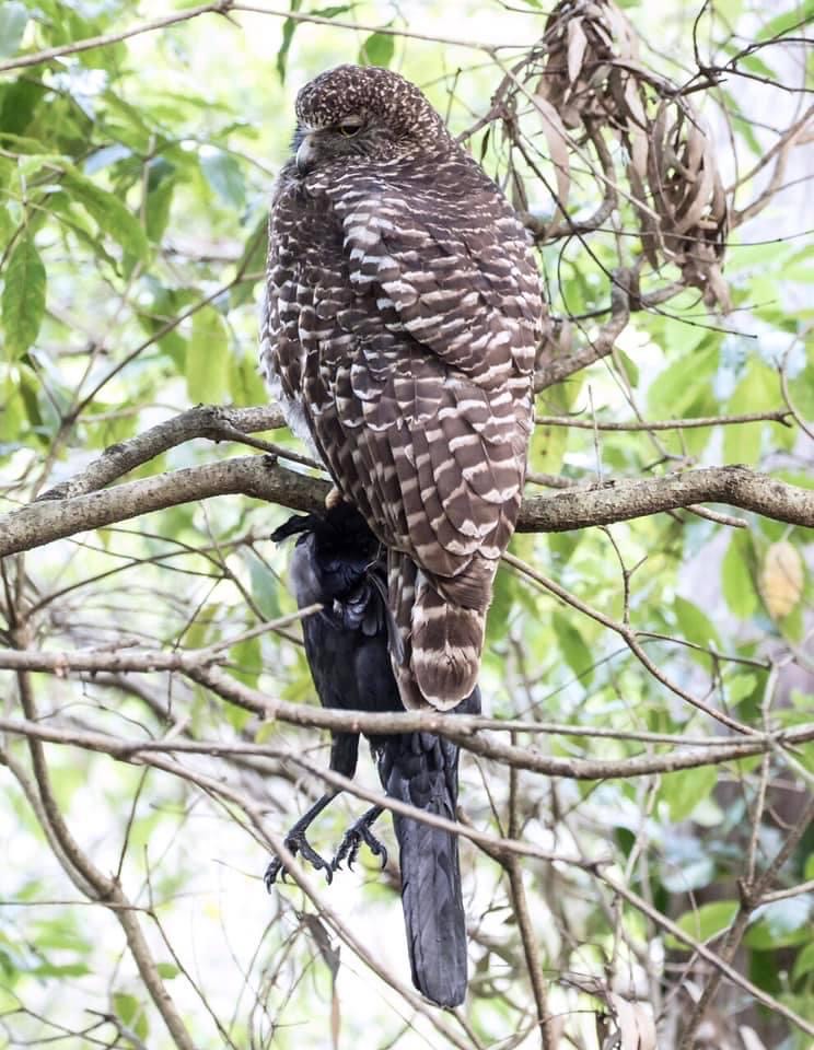 Powerful Owl with raven