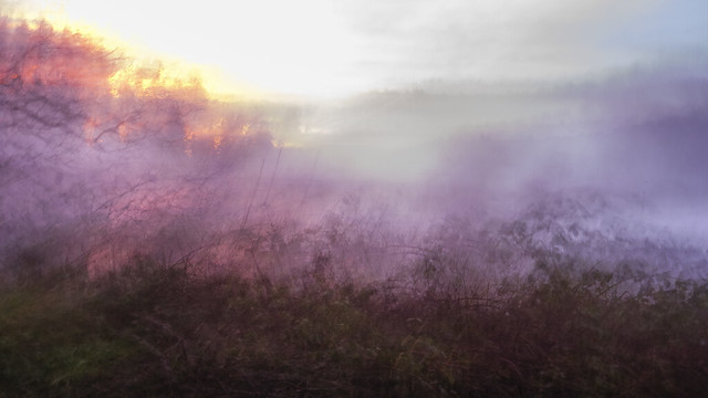 Foggy farmfields & fiery sunsets in motion …Wild things in winter.