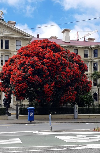 <p>I love this bright red pohutukawa. Most pohutukawa are a deep, dark red which are lovely, but not as 'in your face' as this one.<br />
<br />
Tuesday, 11th January 2022.</p>