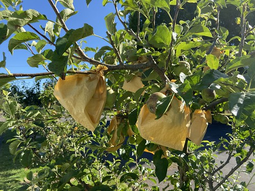 bags on apple tree