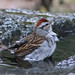 Flickr photo 'Chipping Sparrow (Spizella passerina)' by: Mary Keim.