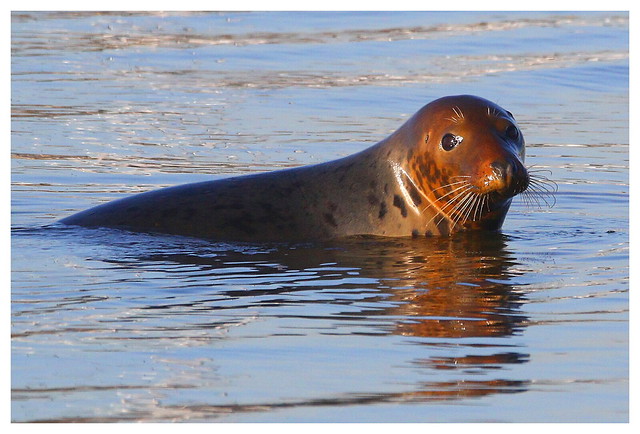 Grey Seal in River Hamble, Hampshire