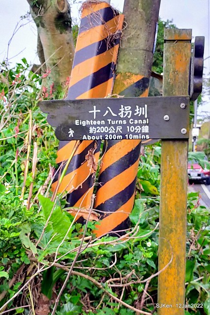 「風尾步道賞櫻」(Cherry blossoms at Windtail, Yangming mountain, Taipei, Taiwan, SJKen, Jan 12, 2022.