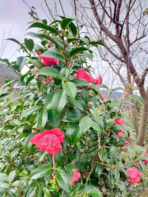 「風尾步道賞櫻」(Cherry blossoms at Windtail, Yangming mountain, Taipei, Taiwan, SJKen, Jan 12, 2022.