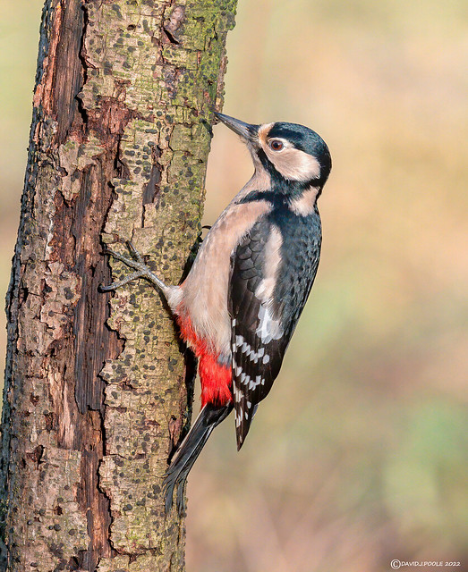 Female Great Spotted Woodpecker.