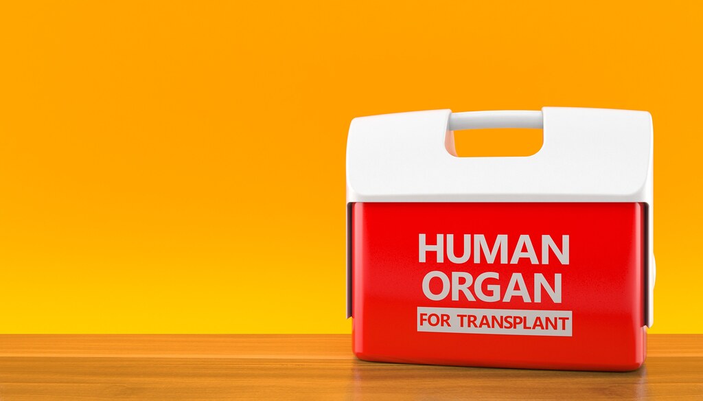 Cooler for human organ on orange background