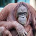 Orangutan Moments Nr1