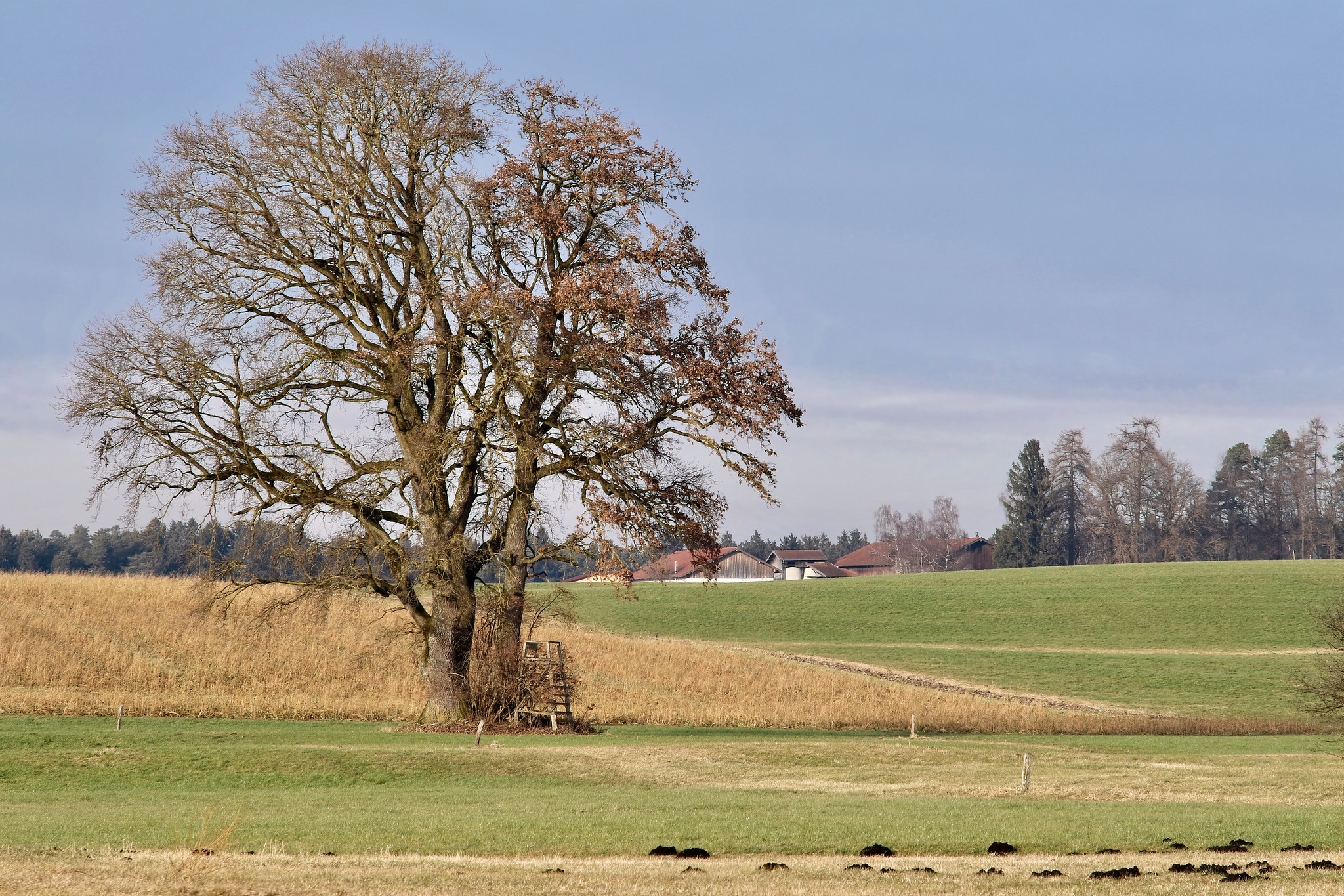 Oak tree of Schwarzöd, Rechtmehring, Upper Bavaria, Germany