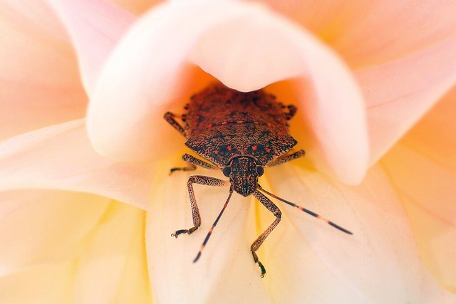 Beetle in the centre of a flower