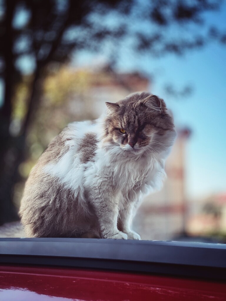 street Cat