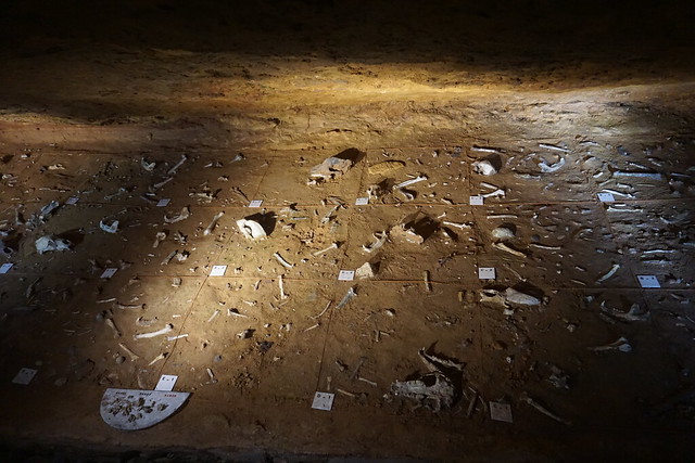 Grottes d'Azé, la Grotte préhistorique : la Salle des Ours