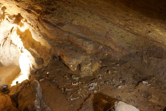 Grottes d'Azé, la Grotte préhistorique : la Salle des Ours