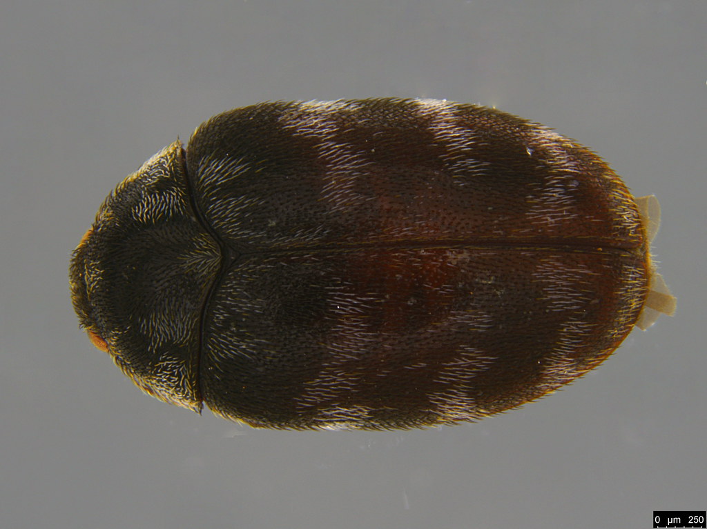 1a - Dermestidae sp.