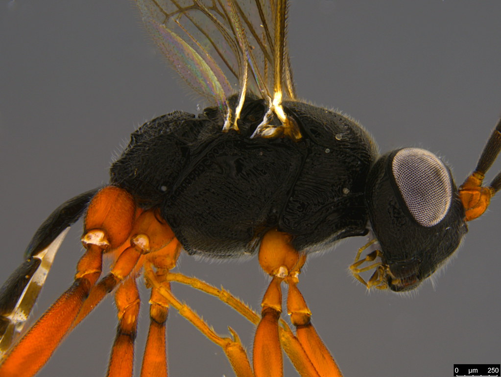 12b - Ichneumonidae sp.