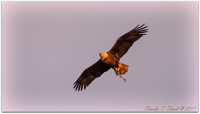 Sunrise Eagle