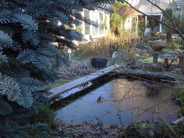 January pond