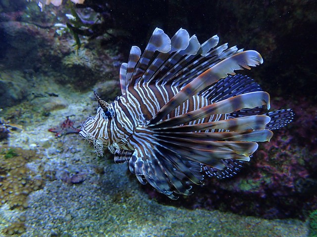 Pterois volitans - Rascasse volante ou Poisson scorpion ou Poisson lion ou encore Poisson de feu ou Rascasse-poule ou Laffe volant ou Poisson-dindon - Common lionfish or Red lionfish or Red firefish ou Butterfly cod or Turkey fish - 22/02/18