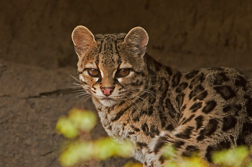 Margay - Beautiful Small Spotted Wild Cat - In Explore | by AlaskaFreezeFrame