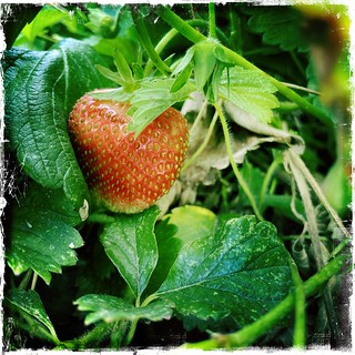 Is Strawberry, Is Mine | by Rantz