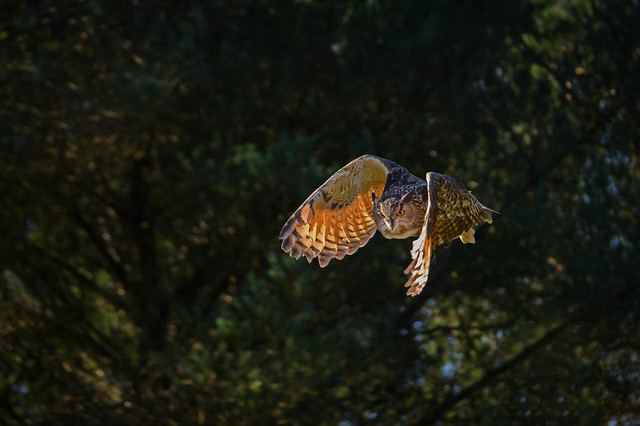 Flight of the Owl