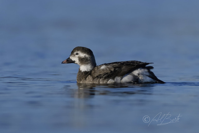 Long-tailed Duck / Harelde kakawi