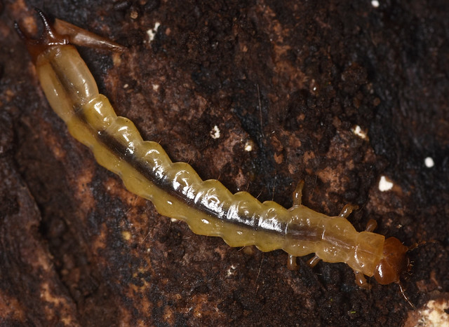 fire-colored beetle larva