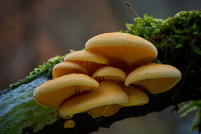 Orange Oyster Mushroom