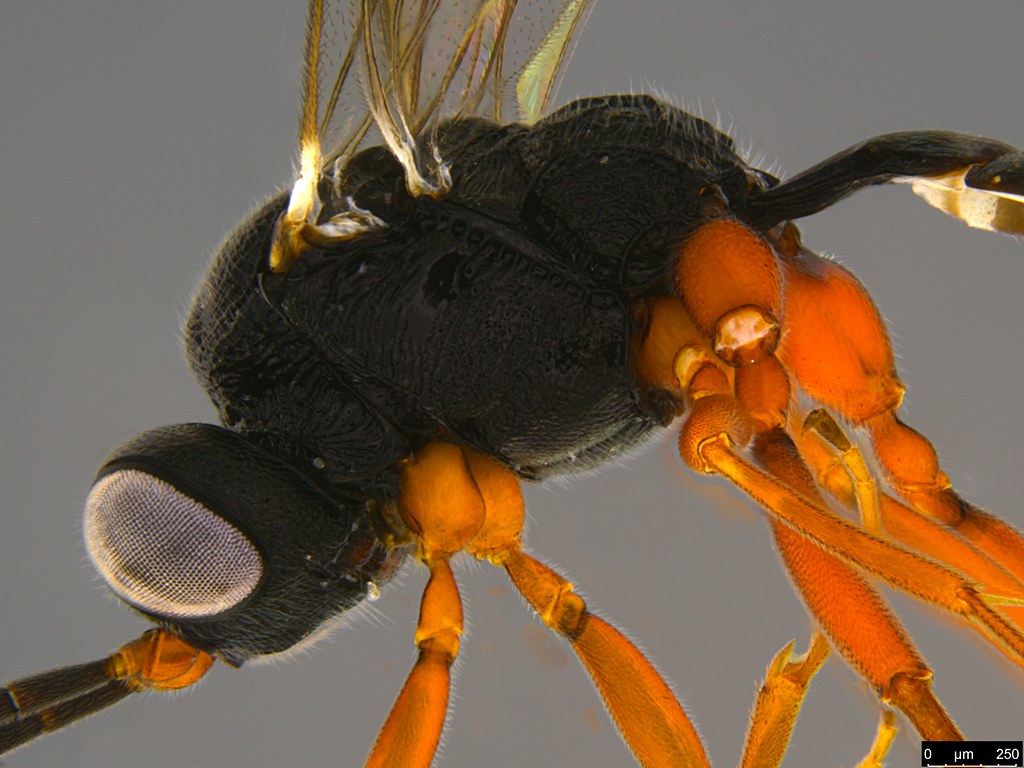 18b - Ichneumonidae sp.