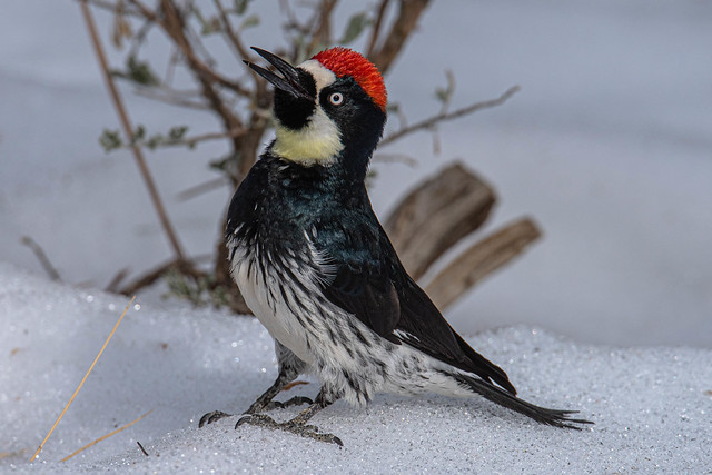 Acorn Woodpecker in the Snow