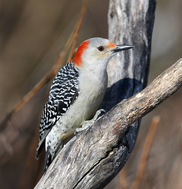 850_8596 Red-bellied Woodpecker female