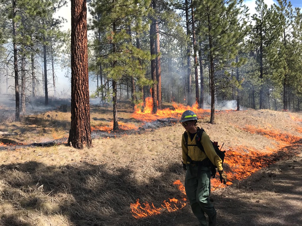 A firefighters uses a drip torch along the fires edge during prescribed fire ignition