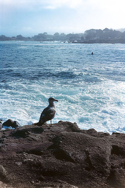 Seabird Watches the Surfers