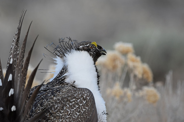 Greater Sage-grouse - 7207b+