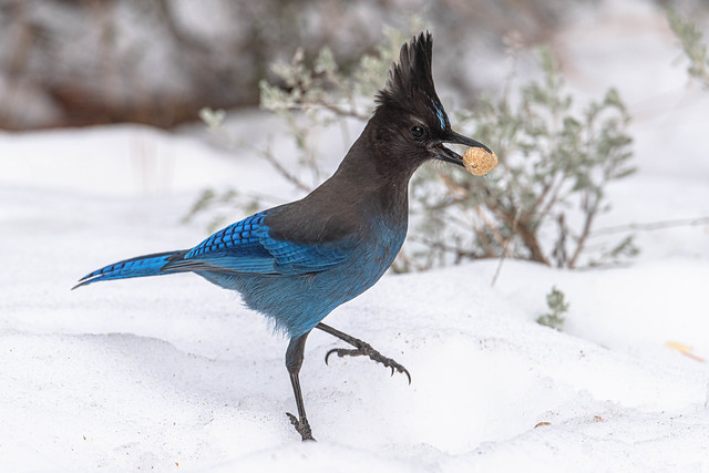 Steller's Jay with a Peanut