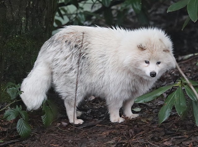 White raccoon dog (Nyctereutes procyonoides)