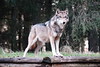 A wolf in the late afternoon - Wildpark Eekholt - Schleswig-Holstein - Germany - January 14, 2022