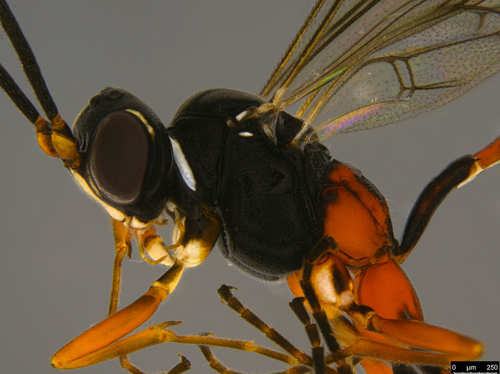 17b - Ichneumonidae sp.