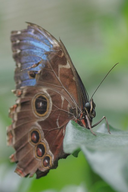 Blue Morpho Butterfly - Morpho peleides