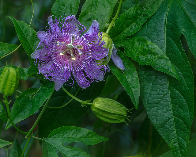 Passiflora incarnata 😋 (habitus portrait)