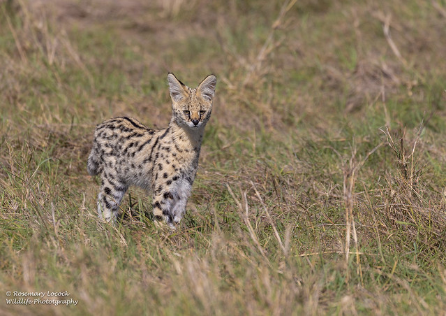 Serval Kitten - Leptailurus serval