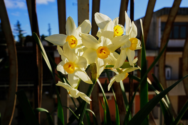 Narcisi Bianchi - White daffodils