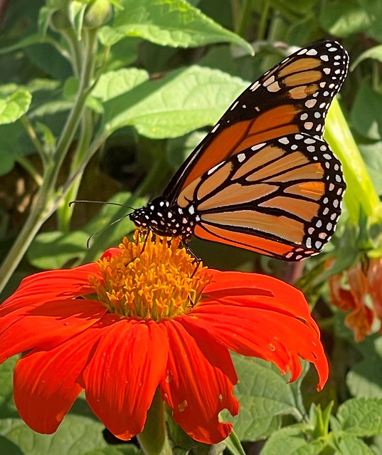 0281e  Monarch on Mexican Sunflower