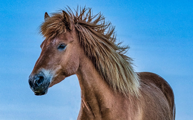 Icelandic Stallion Portrait
