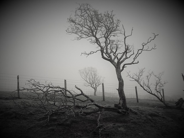 Misted Slowly ( poetic ' sighs in the mist' version)