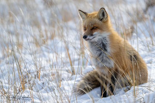 Red Fox | Vulpes Vulpes | 2022 - 10